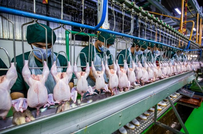 Noor al-Kafeel Company is a support for the local economy by a quality product. - Al-Kafeel chicken project is one of the most important projects of Noor Al-Kafeel Company, which has contributed significantly to providing local product with high quality, in an effort to support the...